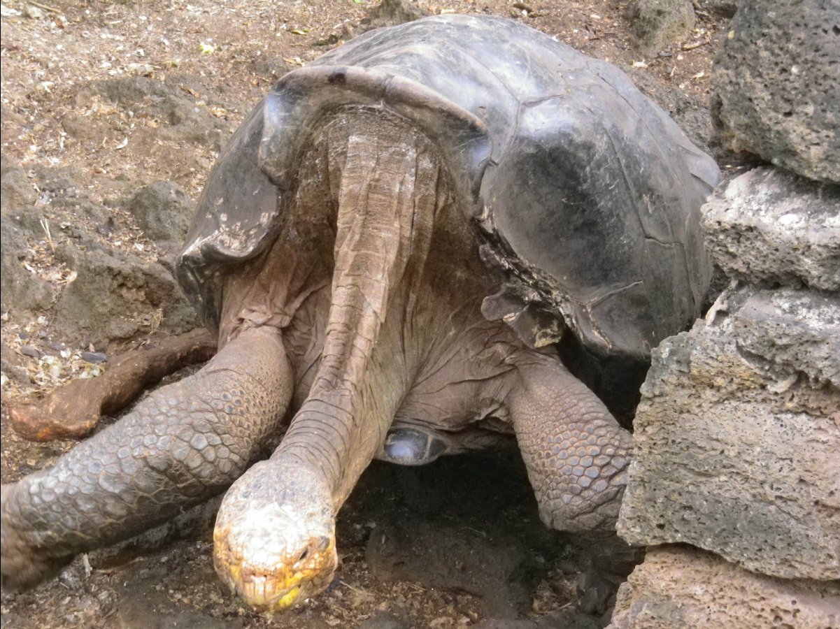 Giant Turtoise16